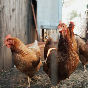 2 Chickens
