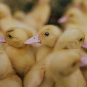 5 Ducks