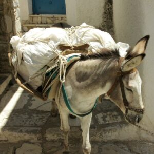 Donkey