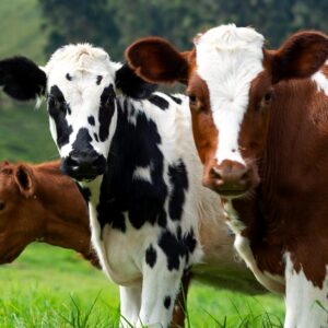 Cows